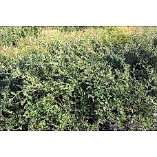 Cotoneaster Salıcıfolıus( Söğüt Yapraklı Dağ Muşmulası)Nergis Peyzaj
