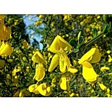 Cytisus Praecox( Katırtırnağı)