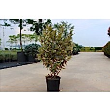 Elaeagnus Ebbıngeı( Süs İğdesi)Nergis Peyzaj
