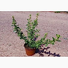 Escallonia (Eskalonya)