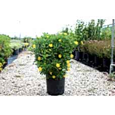 Euryops Pectinatus (Sarı Çalı Papatyası)