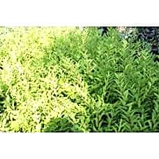 Forsythia Intermedia (Altın Çanak)