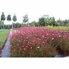 Gaura Lindheimeri( Gaura)