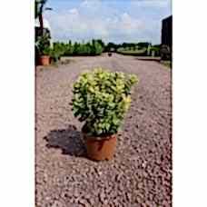 Hebe Andersonıı Varıegata( Alacalı Hebe)Nergis Peysaj
