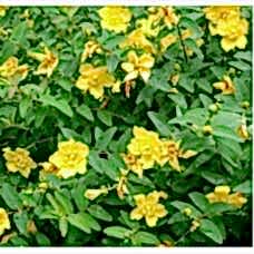 Hypericum Hidcote( Koyunkıran)