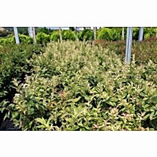 Leucothea Walteri Rainbow (Apollon Çiçeği)