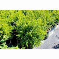 Lonicera Nitida( Çalı Hanımeli)