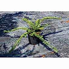 Loniera Pileata( Yayılıcı Hanımeli)