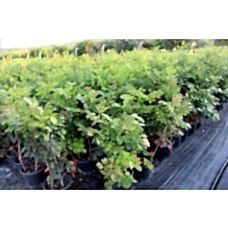 Mahonia Aqoifolium( Mahonya Sarı Boya Çalısı)