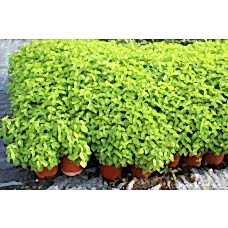 Mentha Piperita (Nane)