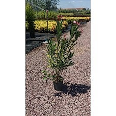 Nerıum Oleander( Zakkum)Nergis Peysaj
