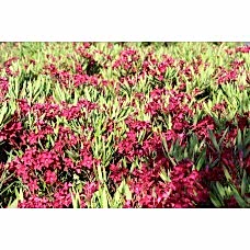 Nerıum Oleander Nana( Bodur Zakkum)Nergis Peysaj
