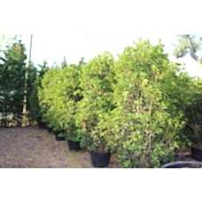 Osmanthus Aquifolium (Osmanthus Parfüm Ağacı)