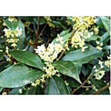 Osmanthus Fragrans( Osmanthus Parfüm Ağacı)