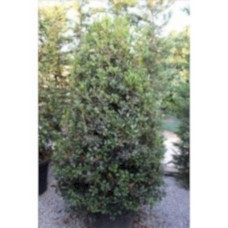 Osmanthus Ilicifolius( Osmanthus Parfüm Ağacı)