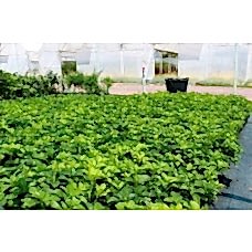 Pachysandra Terminalis (Japon Süpürgesi)