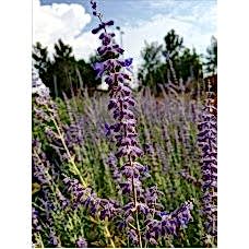 Perovskıa( Rus Adaçayı)Nergis Peysaj
