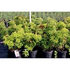 Pieris Japonica (Japon Lavanta Fundası)