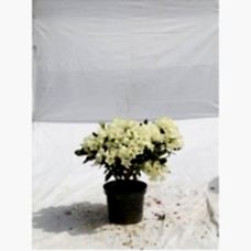 Rhododendron (Ormangülü)