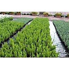 Rosmarın Offıcınalıs( Biberiye)Nergis Peysaj
