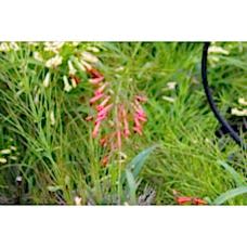 Russelia( Mercan Çiçeği)