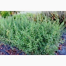 Spıraea Japonıca Vanhoutteı( Beyaz Keçi Sakalı)Nergis Peysaj
