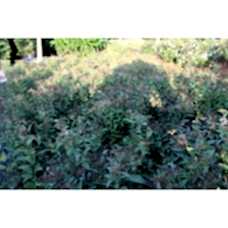 Spiraea Japonica Bumalda( Pembe Çiçekli İspirya)