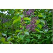 Syrınga Vulgarıs( Leylak)Nergis Peysaj
