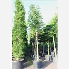 Aesculus Hıppocastanum( Beyaz Çiçekli At Kestanesi)Nergis Peyzaj
