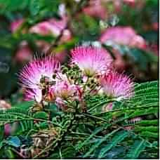 Albızıa Julıbrıssın( Gülibrişim)Nergis Peyzaj
