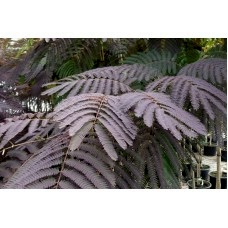 Albızıa Julıbrıssın Summer Chocolate( Kırmızı Yapraklı Gülibrişim)Nergis Peyzaj
