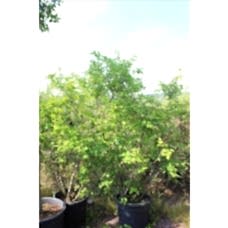 Amelanchıer Lamarckıı( Taş Armutu)Nergis Peyzaj
