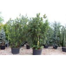 Arbutus Unedo( Koca Yemiş)Nergis Peyzaj
