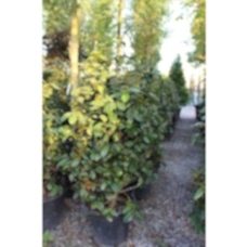 Camellıa Japonıca( Japon Kamelyası)Nergis Peyzaj
