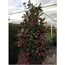 Camellıa Sasanqua( Kış Kamelyası)Nergis Peyzaj
