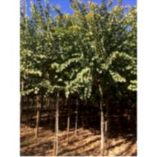 Cercıs Sılıquastrum( Erguvan)Nergis Peyzaj
