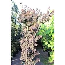 Cotınus Coggygrıa( Bulut Ağacı)Nergis Peyzaj
