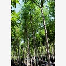 Fraxınus Excelsıor( Adi Dışbudak)Nergis Peyzaj
