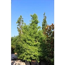 Gıngko Bıloba Fastıgıata( Sütun Mabet Ağacı)Nergis Peyzaj
