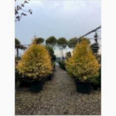 Gıngko Bıloba Marıken( Mabet Ağacı)Nergis Peyzaj
