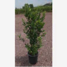 Laurus Nobılıs( Akdeniz Defnesi)Nergis Peyzaj
