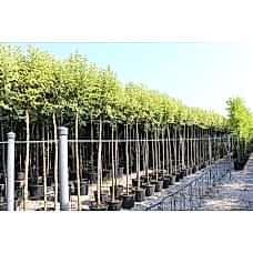 Lıgustrum Japonıcum Excelsum Sıperbum( Alacalı Kurtbağrı)Nergis Peyzaj
