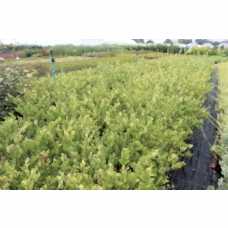 Lıgustrum Texanum( Kutbağrı)Nergis Peyzaj
