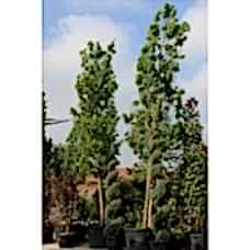 Lırıodendron Tulıpıfera( Lale Ağacı)Nergis Peyzaj
