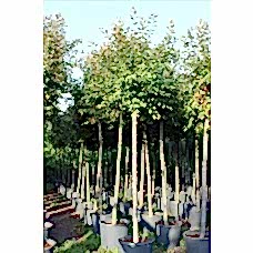 Malus Florıbunda( Süs Elması)Nergis Peyzaj
