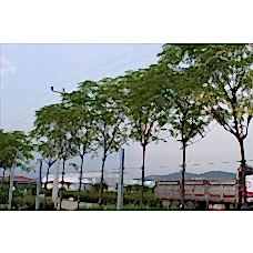 Melıa Azedarach( Tesbih Ağacı)Nergis Peyzaj
