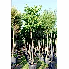 Morus Platanıfolıa( Çınar Yapraklı Dut)Nergis Peyzaj
