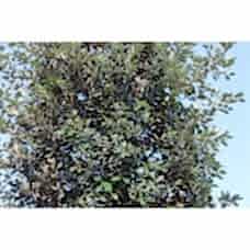 Quercus Ilex( Pırnal  Meşe)Nergis Peyzaj
