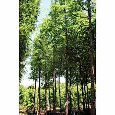 Quercus Palustrıs( Bataklık Meşesi)Nergis Peyzaj
