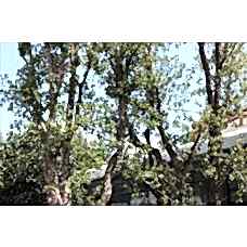 Quercus Suber( Mantar Meşesi)Nergis Peyzaj
